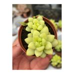 SukuLand Sedum Alice Evans koleksiyonluk özel tür sukulent 5,5cm saksıda