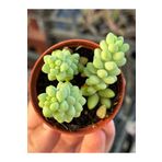 SukuLand Sedum burrito ‘At kuyruğu’ özel tür sukulent 5,5cm saksıda