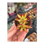 SukuLand Sedum FireStorm koleksiyonluk özel tür sukulent 5,5cm saksıda