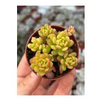 SukuLand Sedum Joyce Tulloch özel tür sukulent 5,5cm saksıda