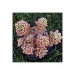 SukuLand Sedum Joyce Tulloch Variegata Kore ithal koleksiyonluk özel tür sukulent 5,5cm saksıda