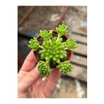 SukuLand Sedum koleksiyonluk özel tür sukulent 5,5cm saksıda hirsutum