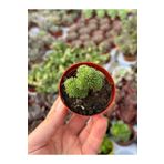 SukuLand Sedum koleksiyonluk özel tür sukulent 5,5cm saksıda multiceps