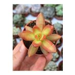 SukuLand Sedum Nussbaumerianum özel tür sukulent 5,5cm saksıda
