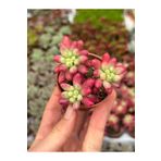 SukuLand sedum rubrotinctum aurora pink koleksiyonluk özel tür sukulent 5,5cm saksıda