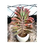 Sukulent Aşkın Gözyaşları Çiçeği Kalanchoe Daigremontiana Pembe 5.5 Cm Saksıda