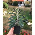 Sukulent Çeşitleri Büyük Boy Aşkın Gözyaşı Çiçeği - 15-25 cm