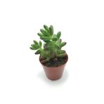 Sukulent Çeşitleri Sedum Rubrotinctum - Jelibon Sukulent