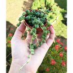 Sukulent Çeşitleri Senecio Rowleyanus - Top Yapılı Tesbih Çiçeği