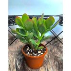 Sukulent Crassula Ovata Para Ağacı Çiçeği 8,5 cm Saksıda