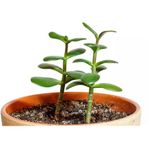 Sukulent Crassula Para Çiçeği Fidanı 10-20 Cm