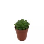 Sukulent Haworthia Cymbiformis