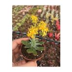 Sukulent Sedum Palmeri 5.5