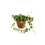 Sukulent Senecio Tesbih Çiçeği Inci Tanesi Çiçek Süs Bitkisi