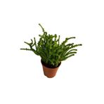 sukulentdunyammm Sukulent Prenses Çamı Crassula Muscosa 5.5 Cm Saksı Çiçek Süs Bitkisi