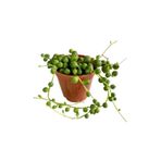 sukulentdunyammm Sukulent Senecio Tesbih Çiçeği Inci Tanesi Çiçek Süs Bitkisi