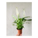 SUKULENTİSTANBUL Spathiphyllum Wallisii Barış Çiçeği, 20-30 Cm 7cm Saksıda