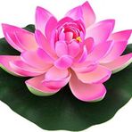 Süper Paket 20 Adet Tohum Lotus Tohumu Nilüfer Çiçeği Tohumu