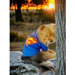 Superman Köpek Tişört Köpek Kıyafeti