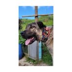 Sürmeli Tasma 4 Zilli Geniş Deri Kangal Köpek Tasması Siyah
