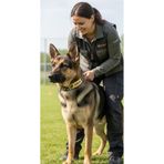 Sürmeli Tasma Alman Kurdu Tasması Hakiki Manda Derisi İsteğinize Özel İsimli 65 Cm Alman Çoban Köpeği
