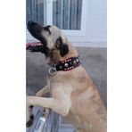 Sürmeli Tasma Geniş Kangal Köpek Tasması Zilli Hakiki Manda Derisi