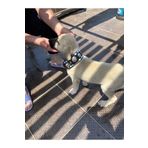 Sürmeli Tasma Hakiki Deri 2 Zilli Yavru Kangal Köpek Tasması 60 cm