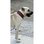 Sürmeli Tasma Kangal Köpek Tasması Hakiki Deri 4 Zilli 1. Sınıf