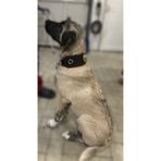Sürmeli Tasma Yavru Kangal Köpek Tasması Hakiki Deri 60 Cm