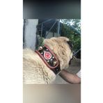 Sürmeli Tasma Zilli Kangal Köpek Tasması Hakiki Manda Derisi Kırmızı Şeritli