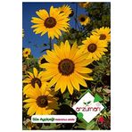Süs Ayçiçeği (helianthus Debilis) Çiçek Tohumu 50 Adet