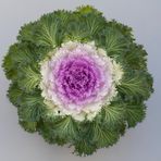 Süs Lahanası Pembe Renk - Saksılık 10 Tohum