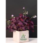 Süs Yoncası Mor Yapraklı Yonca Çiçeği 1 Adet 20-30 cm (Oxalis Triangularis)