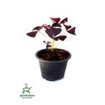 Süs Yoncası Uyku Çiçeği 15-25Cm Oxalis triangularis