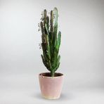 Süt Ağacı Euphorbia Trigona 60 cm Dekoratif Saksıda