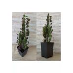 Süt Ağacı Euphorbia Trigona (süt Ağacı)