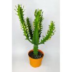 Süt Ağacı Kaktüsü Euphorbia Trigona Mint Cream 70 Cm Büyük Boy Yeşil Afrika Süt Kaktüsü