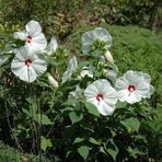 Süt Beyazı Hibiscus Çiçeği Tohumu(20 adet)