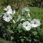 Süt BeyazıHibiscus Çiçeği Tohumu (20 adet)