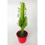 Süt Kaktüsü Euphorbia Trigona Yeşil Afrika Süt Ağacı Kaktüsü 12 Cm Kımızı Saksıda