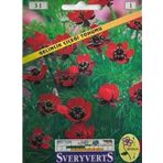 Sveryverts Gelincik Çiçeği Tohumu
