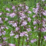 Sweet Lady Penstemon Çiçeği Tohumu(50 adet)