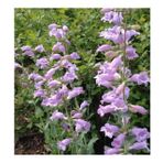 Sweet Lady Penstemon Sakallı Dil Çiçeği Tohumu -50 Tohum