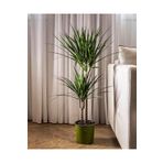 SYNETELLYA 2 Gövdeli Draceana Marginata Bitkisi 80-100 cm
