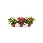 SYNETELLYA 3 Adet Farklı Renklerde Dikenler Tacı Çiçeği Euphorbia Milii 20-30 cm