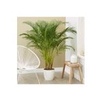 SYNETELLYA Areka Palmiyesi 100-120 cm Dypsis Lutescens