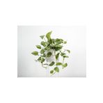 SYNETELLYA Askılı Saksıda Patos Çiçeği Golden Pothos - Epipremnum Aureum Bitkisi