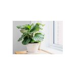 SYNETELLYA Calathea Orbifolia Dua Çiçeği Kaletya 30-40 cm