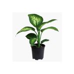 SYNETELLYA Difenbahya Tropic Snow Dieffenbachia 30-50 cm