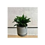 SYNETELLYA Dracaena Compacta 20-30 cm Tek Gövdeli